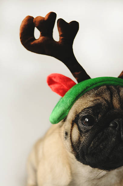istock Pug portrait sitting in Christmas horns 626619572