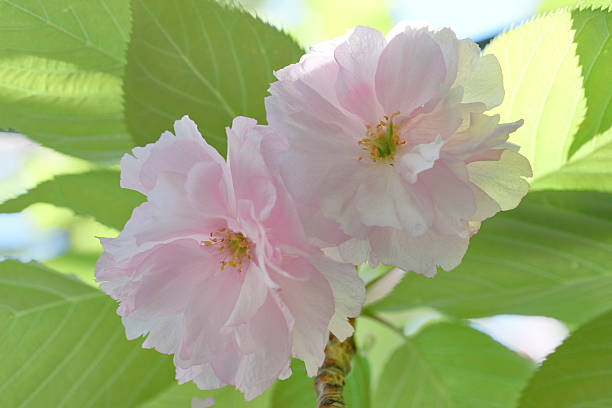 Cherry blossoms (Kanzan) Cherry blossoms (Kanzan) double flower stock pictures, royalty-free photos & images