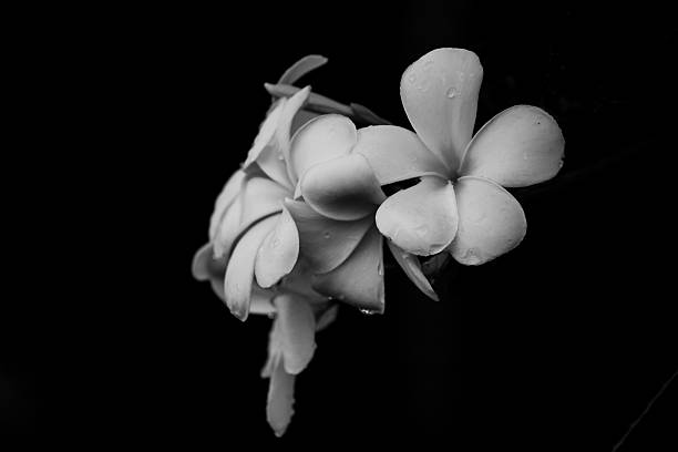 istock Plumeria flower on black background 626621596