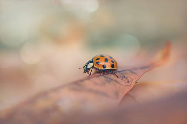 istock Artistic Dreamlike nature : Ladybug sitting on autumn leaf, bokeh background 626624212