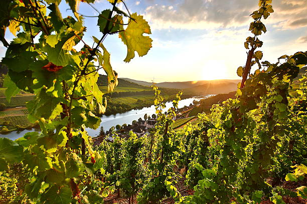 istock summer vineyards at mosel valley in germany 626624806