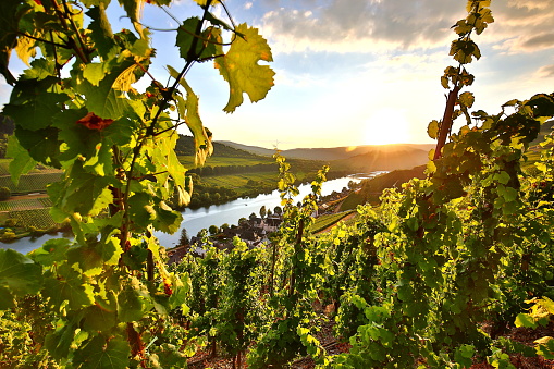 summer vineyards at mosel valley in germany