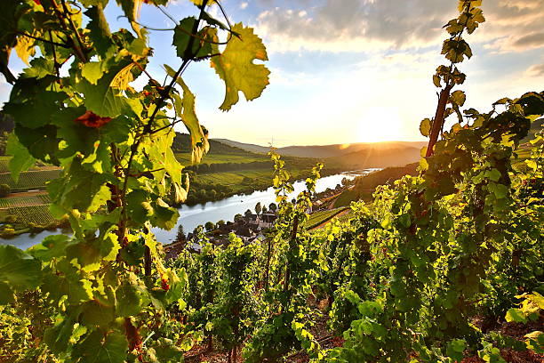 summer vineyards at mosel valley in germany summer vineyards at mosel valley in germany rhineland palatinate photos stock pictures, royalty-free photos & images