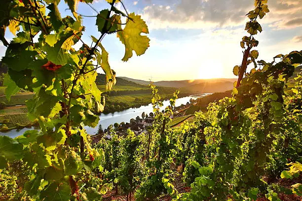 summer vineyards at mosel valley in germany