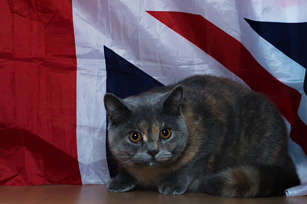 istock kitten of British breed 626626822