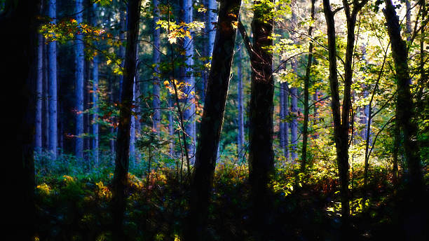 istock Digital art, paint effect, woods, multicolored bokeh lights fall forest 626627250