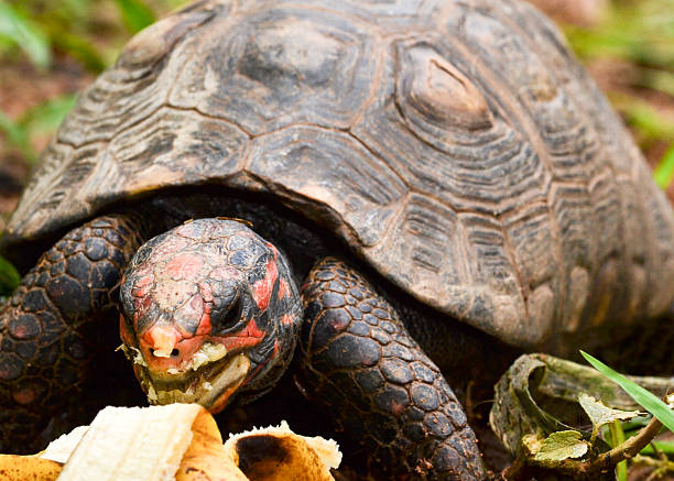 istock Tortoise eating banana 626627360