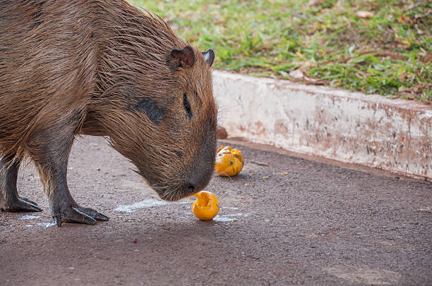 istock Capybara smelling and eating a yellow mango fruit 626627628