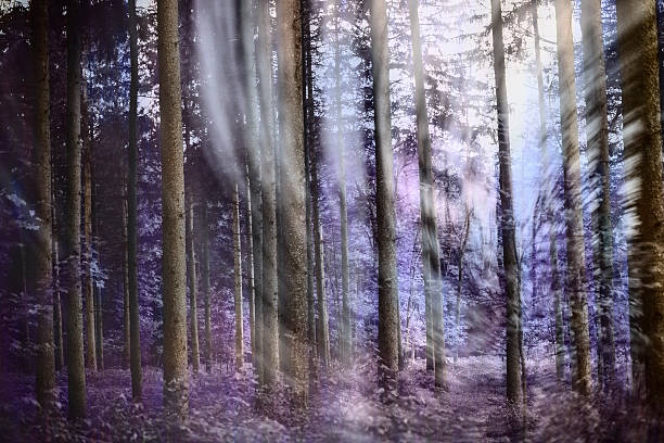 istock Digital art, Haunted woods Abstract nature autumn motion blur 626628450