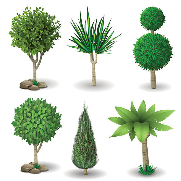zestaw dekoracyjne roślin - bush american arborvitae isolated tree stock illustrations