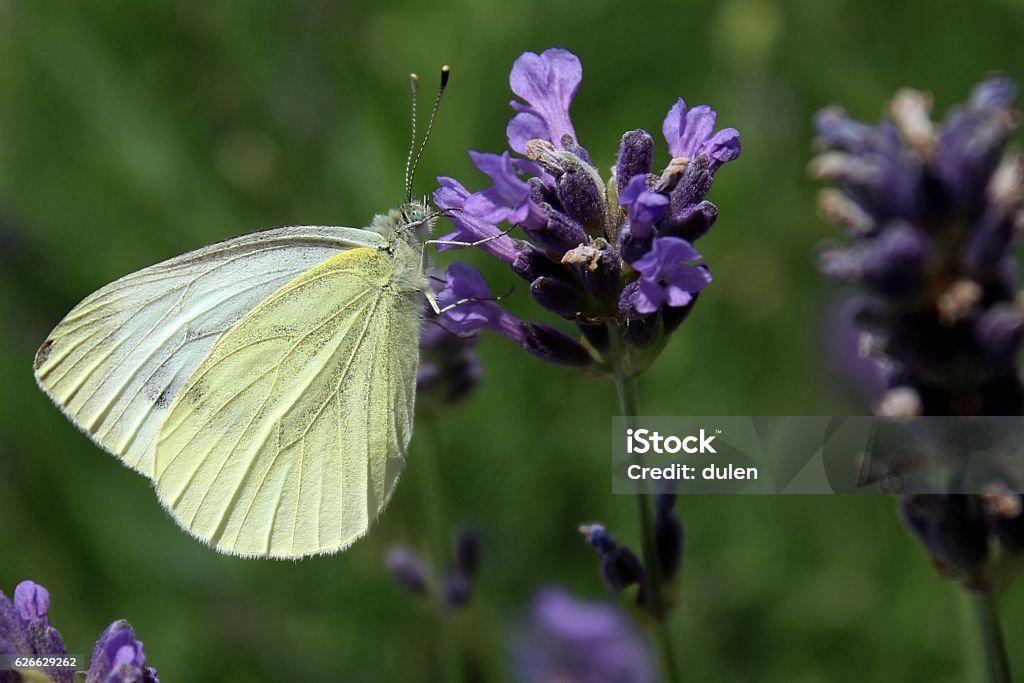 Flower nicer then butterfly Flower nicer then butterfly, beautiful scene taken in the garden Animal Stock Photo