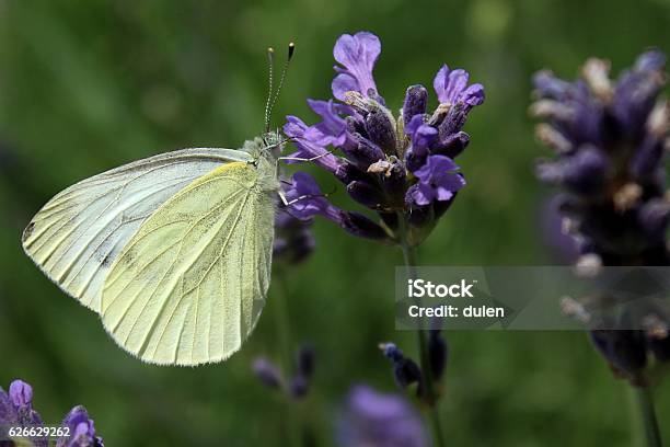 Flower Nicer Then Butterfly Stock Photo - Download Image Now - Animal, Animal Markings, Beauty