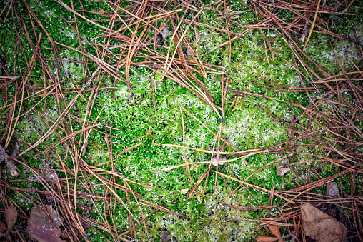 Natural background texture with Dried brown pine needles and green moss covered with frost