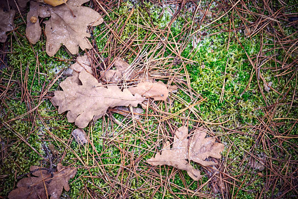 istock Dried  leaf on the surface of needles covered with frost 626630466