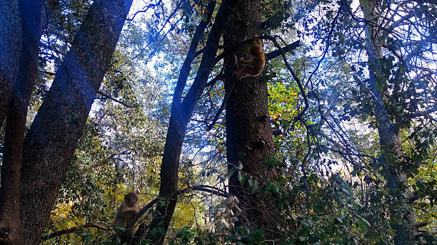 istock Wild baby monkeys in Morocco, Africa 626630556