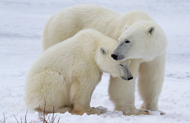 porca de urso polar e filhote - arctic manitoba churchill manitoba canada - fotografias e filmes do acervo