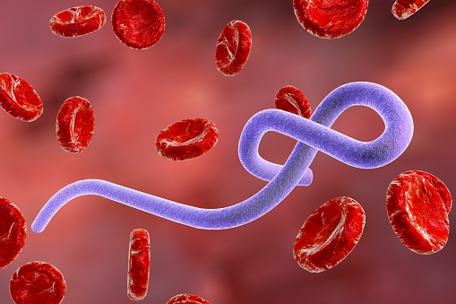 Ebola virus in blood with red blood cells, hemorrhagic fever virus. 3D illustration