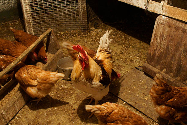 istock chicken, hen, fowl 626636972