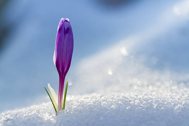 istock View of magic blooming spring flowers crocus growing from snow 626638936