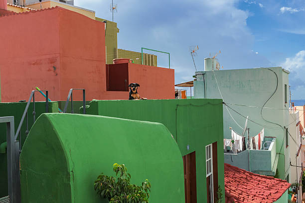 istock La palma tazacorte old house with dog 626639216