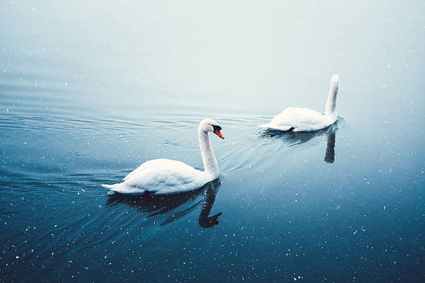 istock Winter Lake With Swans 626640016