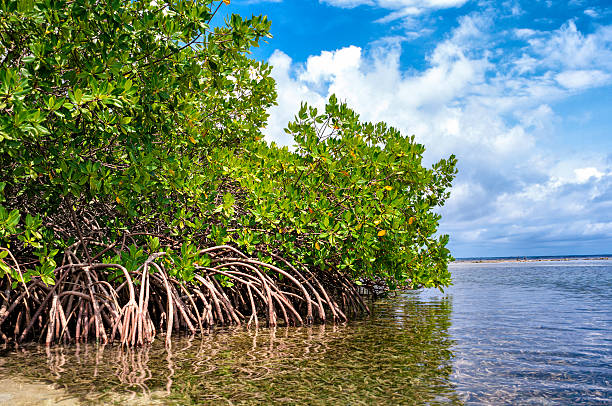 istock Roots of Tropical Mangroves 626640148
