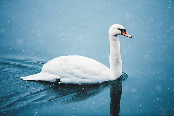 istock Swan On a Lake On a Winter Day 626640192
