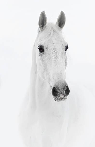 istock White horse in high key 626640650