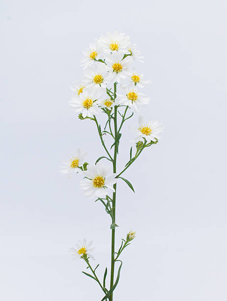 istock close up, blurred Small Flowers fresh on white background 626640728