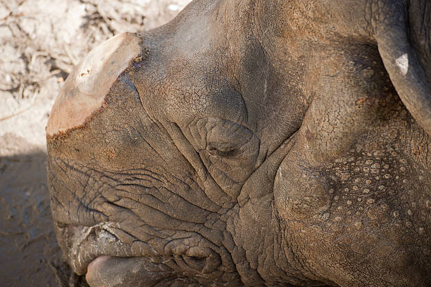 istock Rhinoceros unicornis, rhino 626643710