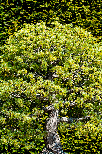 Pinus parviflora bonsai tree, Japanese white pine group