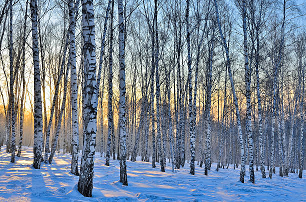 Winter Sunrise in the Birches Grove