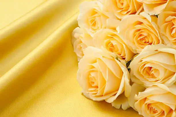 Photo of Rose on yellow background