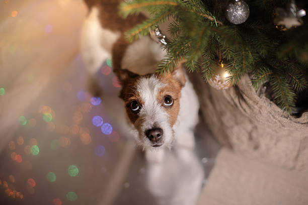 istock Dog Jack Russell Terrier and Christmas 626645650