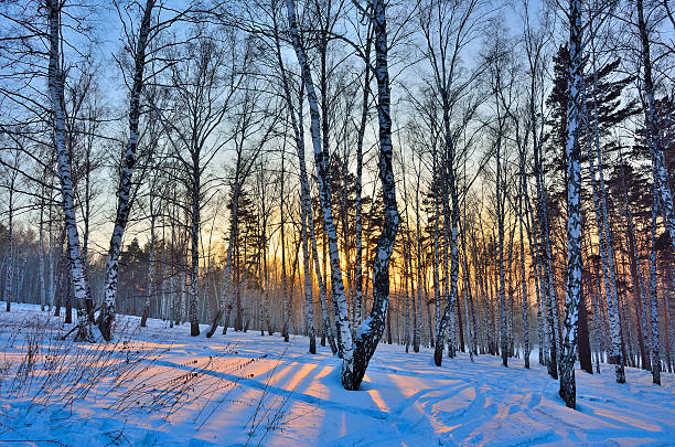 istock Winter Sunrise in the Birches Grove 626645712