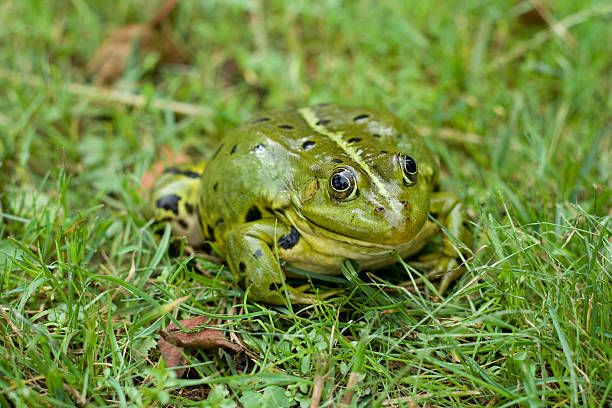 istock Green European frog in the grass 626645714