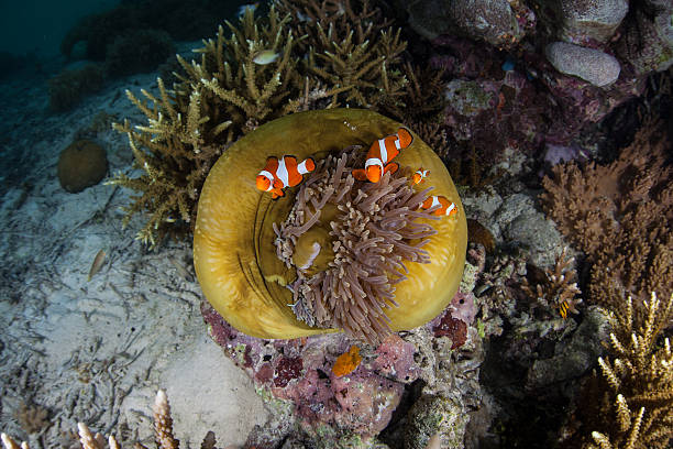 istock False Clownfish and Anemone Symbiosis 626645848