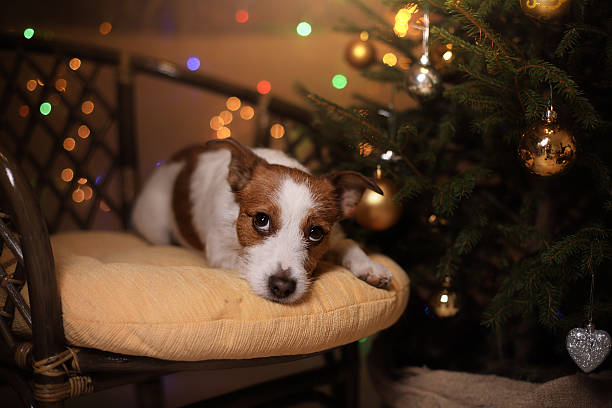 istock Dog Jack Russell Terrier and Christmas 626645870