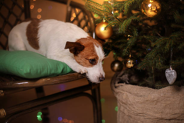istock Dog Jack Russell Terrier and Christmas 626645968