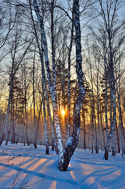 istock Winter Sunrise in the Birches Grove 626646098