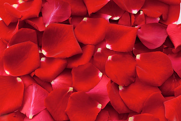 istock Full frame of rose petal 626646184