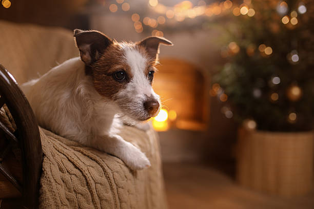 istock Dog Jack Russell Terrier and holidays 626646608