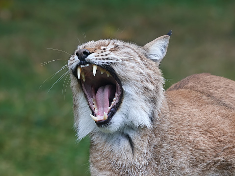 Closeup of the open mouth and teeth of a eurasian lynx