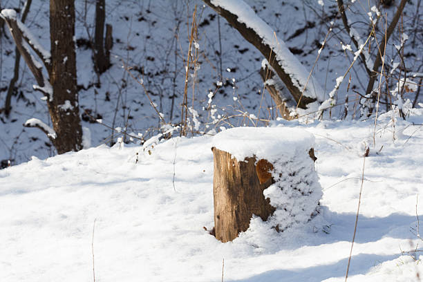 istock Bushes and stumps covered with snow in winter forest 626649146
