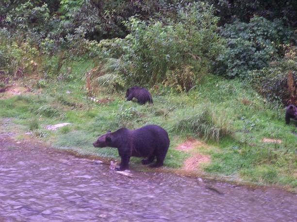 istock Bear Salmon Fishing 626655166