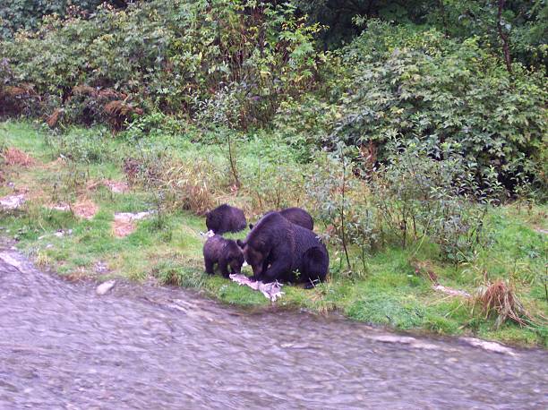 istock Bear Salmon Fishing 626655292
