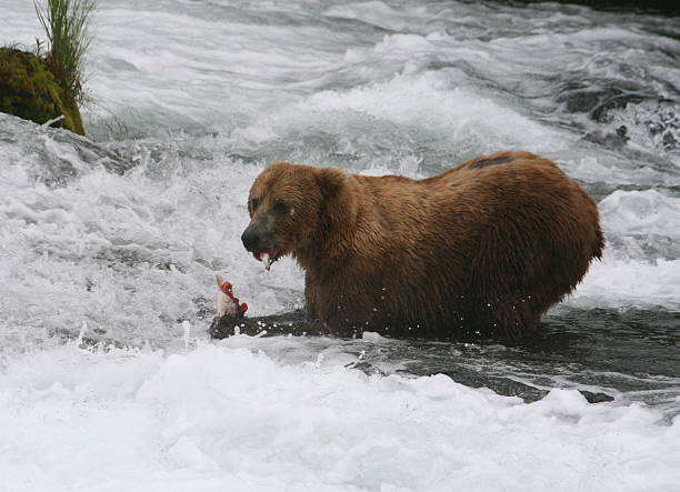 istock Bear Salmon Fishing 626655416