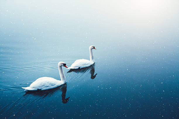 istock Winter Lake With Swans 626655418