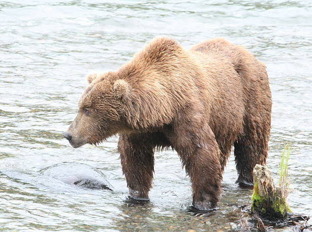 istock Bear Salmon Fishing 626655448