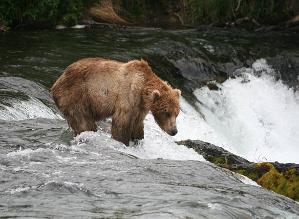 istock Bear Salmon Fishing 626655482